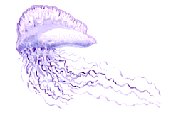 [PORTUGUESE MAN-OF-WAR]