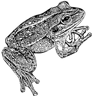 Frog Artwork