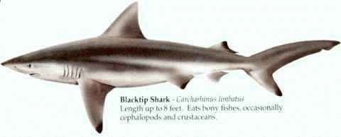 [BLACKTIP SHARK]