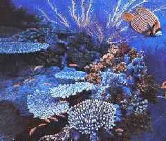 CORAL COLONY