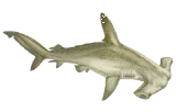 Scalloped Hammerhead Shark