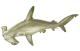 Scalloped Hammerhead Shark