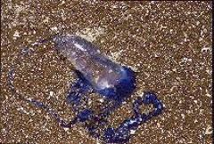 Portuguese Man-of-War (Bluebottle)