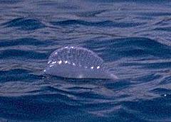 Man-of-War Pneumatophore Floating in the Open Ocean