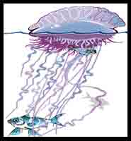 Portuguese Man-of-War/Fish Commensal Relation