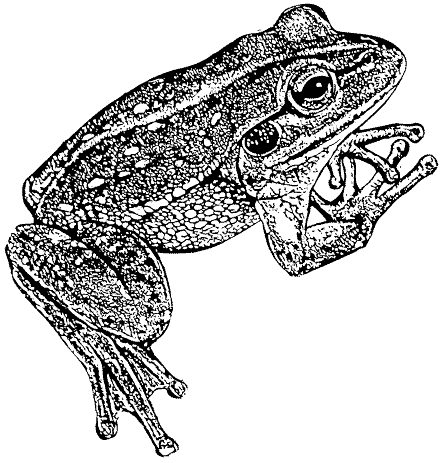 Southern Bell Frog Artwork