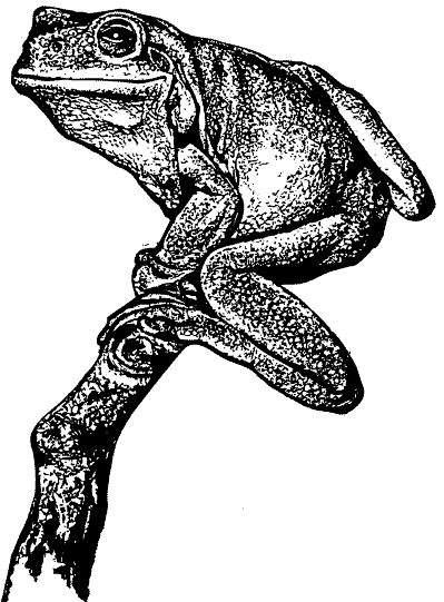 Gree Tree Frog Artwork