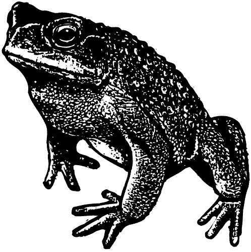 Cane Toad Artwork