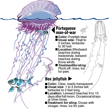 Differences Between the Man-of-War and the Box Jellyfish (Carybdea alata)