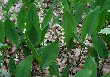 Lily of the valley, May lily