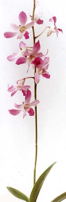 A tropical Dendrobium orchid on a woody stem.