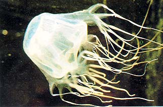 Box jellyfish - Chironex fleckeri
