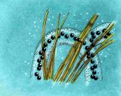 Drawing of boreal toad eggs attached to submerged plants (created by Dale Crawford).