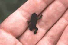 Tiny Juvenile boreal toad in hand. It is smaller then a U.S. penny.