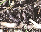 Juvenile boreal toads (photo copyright Lauren Livo)