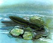 Drawing of tailed toadlets. Tadpoles change into tailed toadlets.