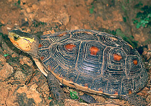 YELLOW MARGINED BOX TURTLE