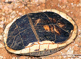 YELLOW MARGINED BOX TURTLE