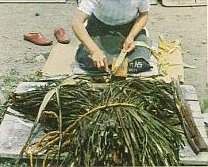 Stripping the Kozo bark