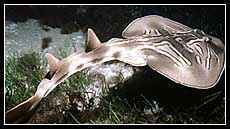 Banjo Ray (Steve Frlan)