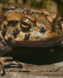 Animated image of a boreal toad (Bufo boreas) blinking.