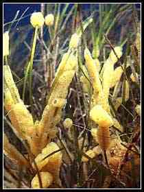 Sponges on Eelgrass (William Boyle)