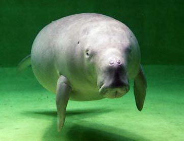 Okinawa Japan's Dugongs.