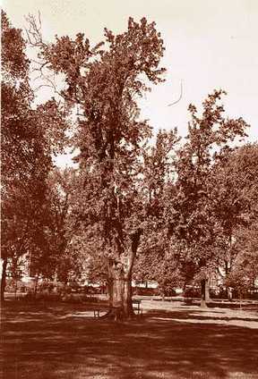 In 1938, this was the last survivor of "the Twelve Apostles," a grove of pear trees that were contemporaries of the original French settlers of Detroit. It was more than two centuries old and its trunk was more than 4 feet in diameter. 