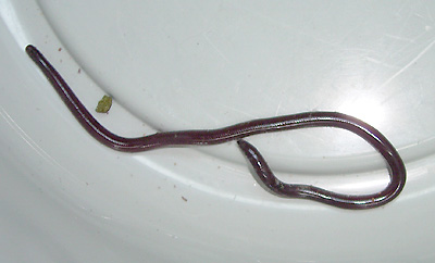 Brahminy blind snake