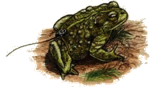 Drawing of a boreal toad with a radio transmitter. Notice the antenna extending from its back.