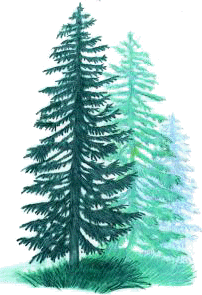 Artistic rendition of an upland alpine forests (created by Dale Crawford)