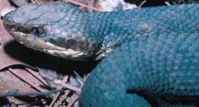 One of the Cottonmouth's heat-sensative pits