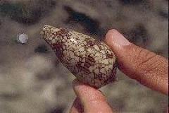 Cone Snail