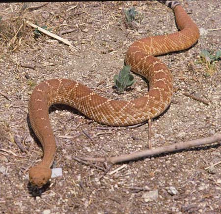 Red diamondback rattlesnake