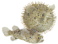 PUFFER FISH