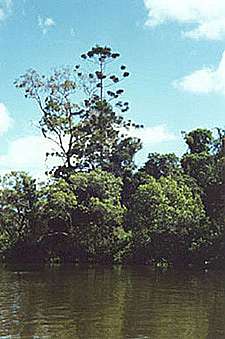 Oxley's Inlet, North Pine River