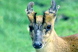 reeves' muntjac