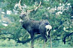 Sika deer