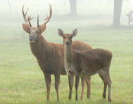 Barasingha