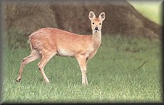  Chinese Water Deer (Hydropotes inermis)