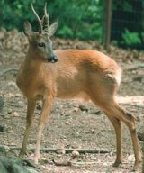 Roe Deer