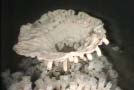 Glass Sponge Reefs