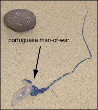 Beached Portuguese Man-of-war