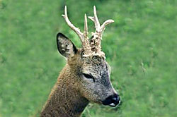 Roe deer