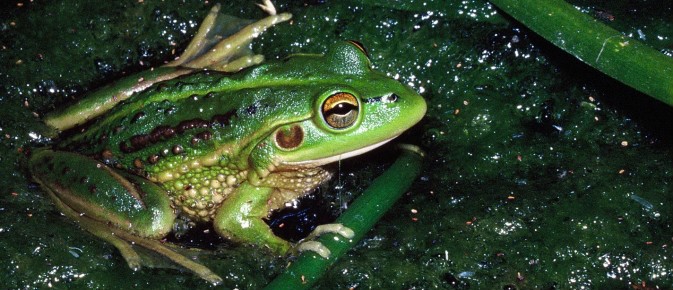 Southern Bell Frog