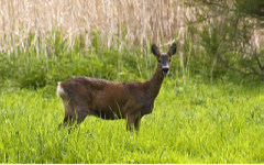 Roe deer