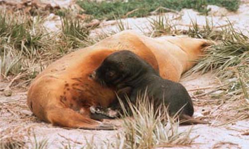 Sea lion pups are suckled until just before the birth of the next pup - almost 18 months.