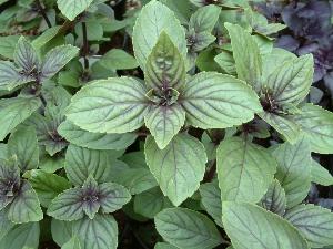 African Blue Basil