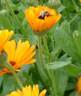 bee on calendula flower