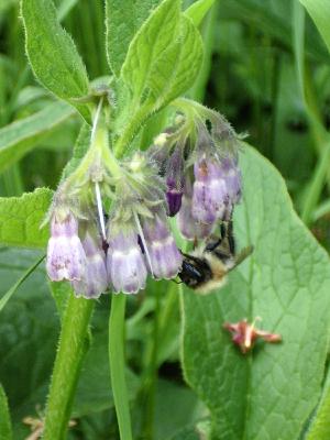 Bee on comfrey flowers